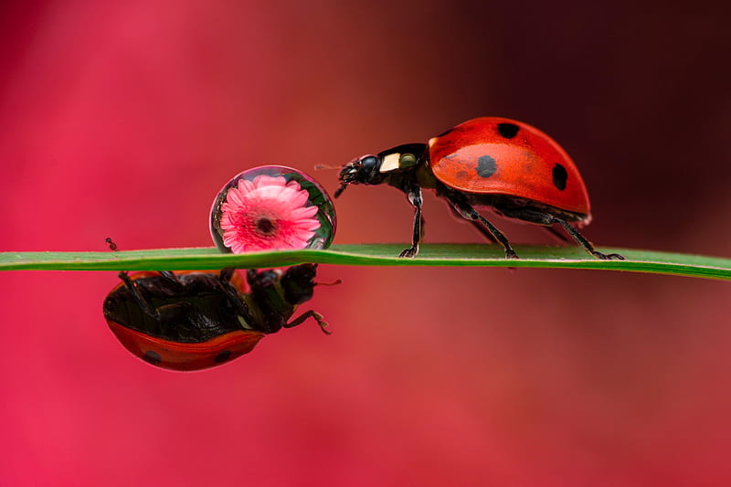 Animal, Ladybug, Flower, Insect, Macro, HD wallpaper
