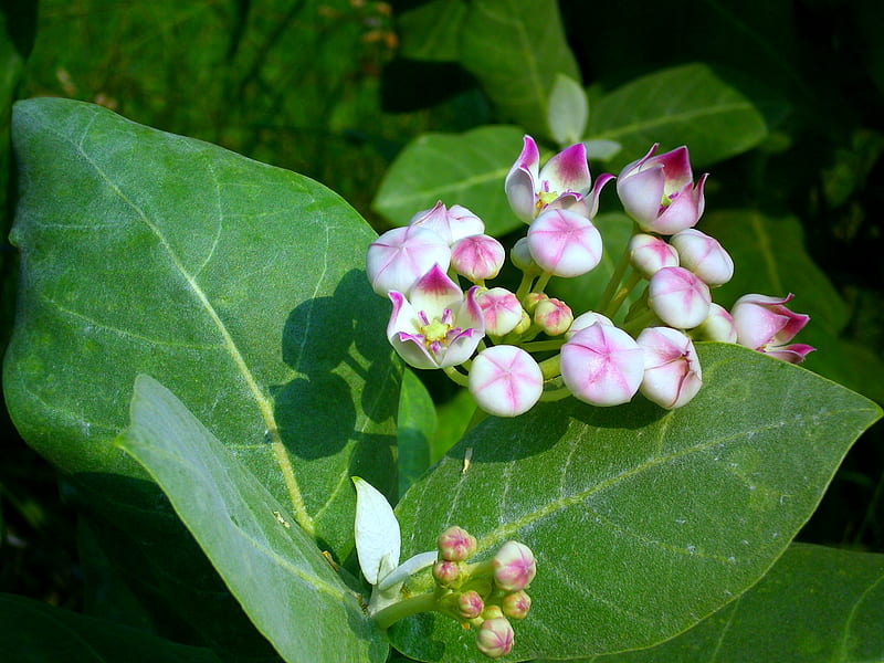 Beautiful weed flower, flowers, nature, bonito, weed flower, HD ...