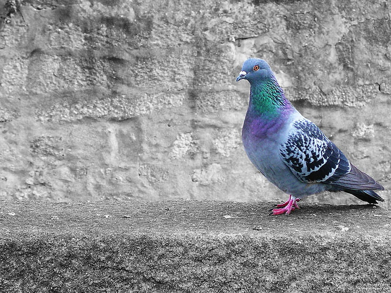 Untitled , pigeon, HD wallpaper