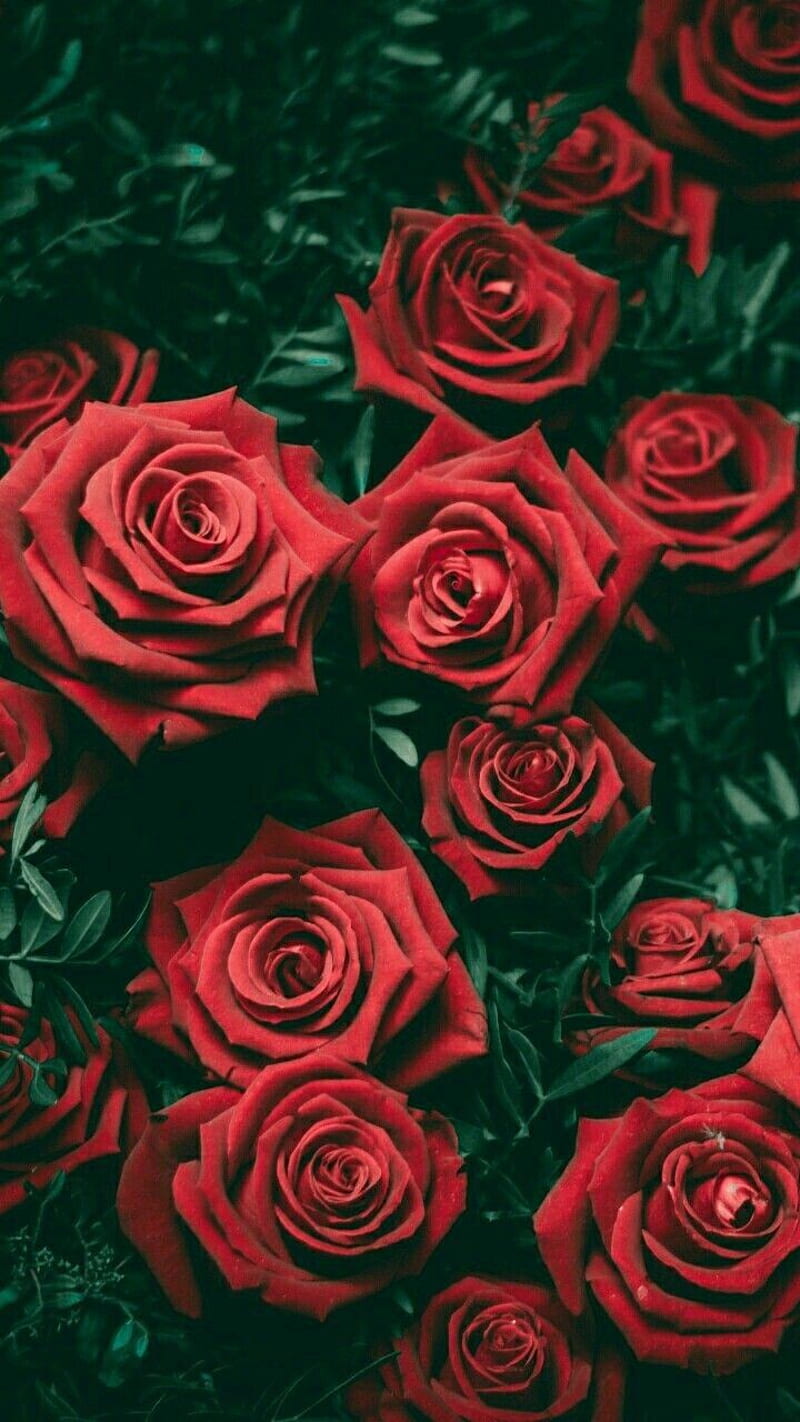 Download wallpaper 750x1334 pink roses, buds, flowers, iphone 7, iphone 8,  750x1334 hd background, 2616