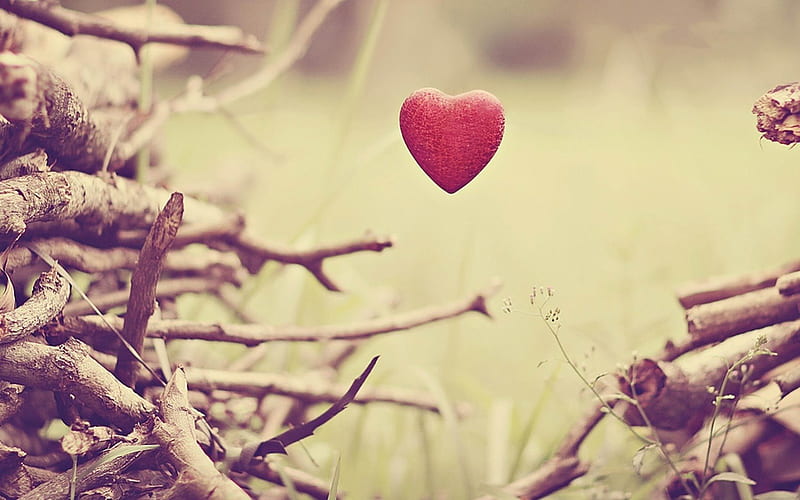 Heart Grass Soft Trees Branch Mood Little Heart Leaf Love Twig Branches Hd Wallpaper