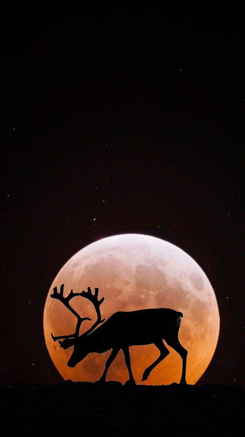 Deer and Moon, fullmoon, jungle, silhouette, HD phone wallpaper