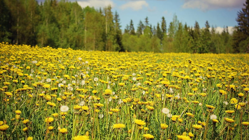 Yellow Field, forest, nice, flowers, yellow, bonito, trees, field, meadow, HD wallpaper