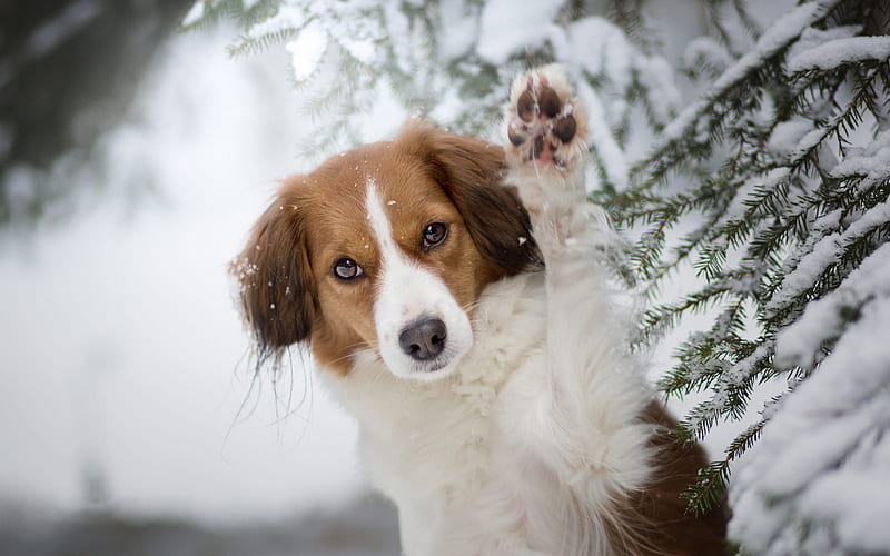 Australian Shepherd, brown white dog, winter, snow, forest, cute animals, dogs, HD wallpaper