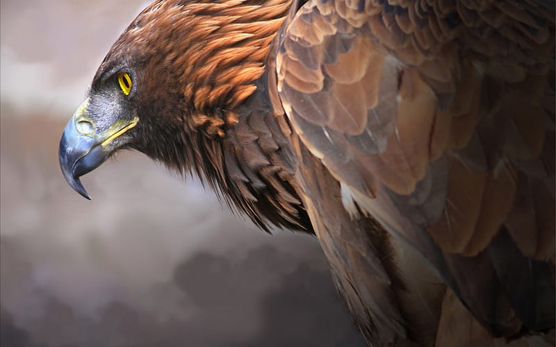 Eagle Digital Art 2, eagle, artist, digital-art, birds, HD wallpaper