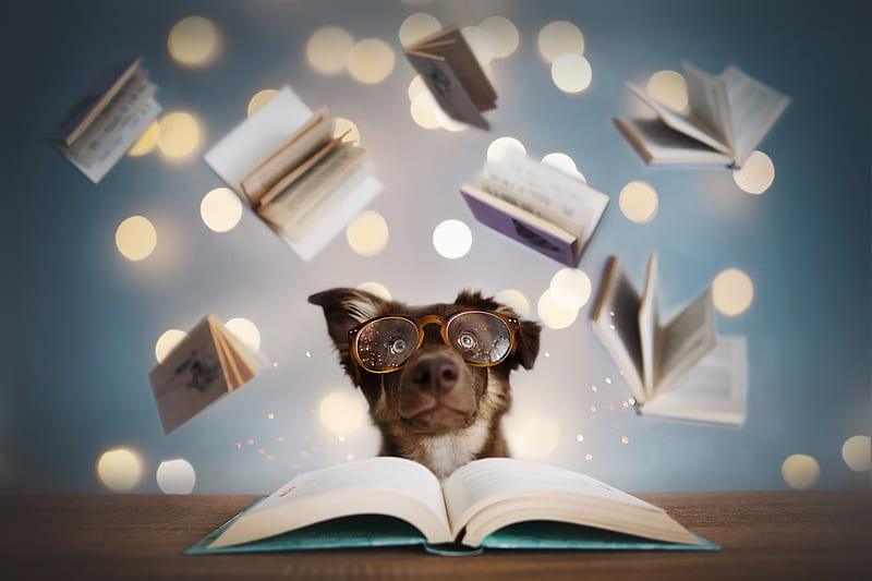 :), funny, dog, puppy, bokeh, book, glasses, HD wallpaper