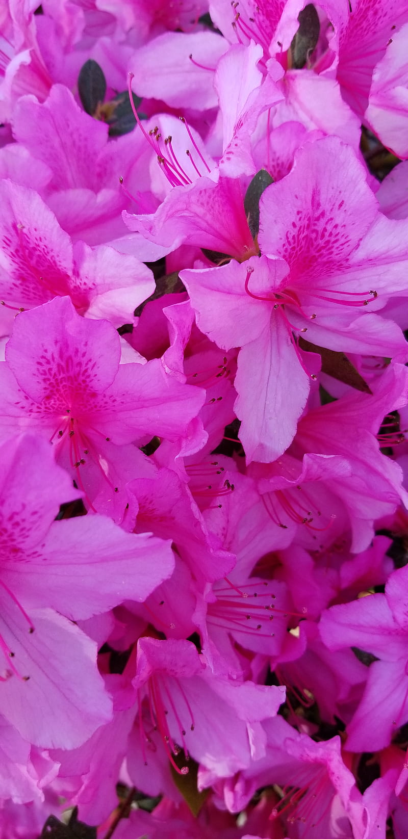 Hot Pink Spring Flowers