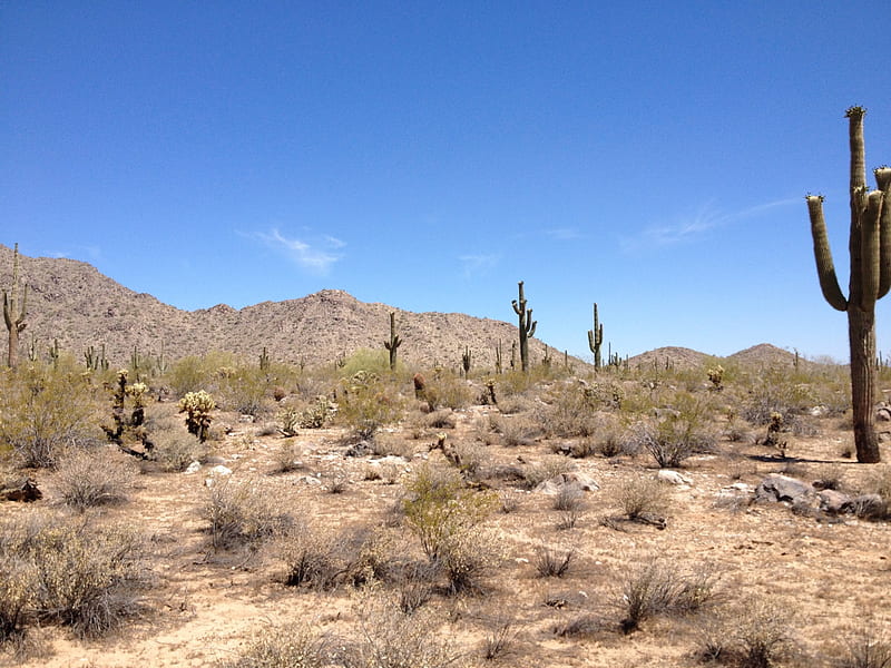 AZ White Tank Mountain Park, desert, park, cactus, Arizona, HD wallpaper