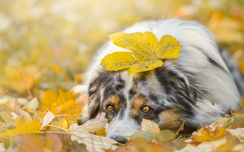 Australian Shepherd, autumn, Aussie, yellow leaves, pets, dogs, Australian Shepherd Dog, Aussie Dog, HD wallpaper