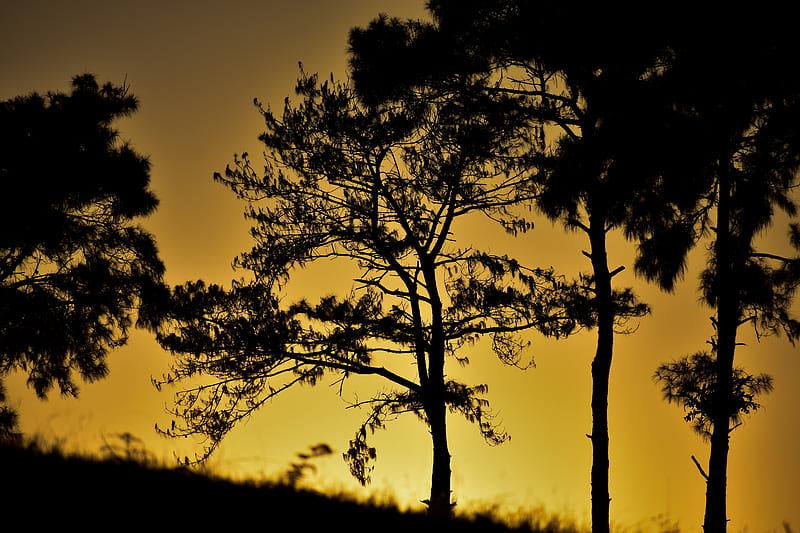 Puesta de sol y árboles, pino, naturaleza, Fondo de pantalla HD | Peakpx