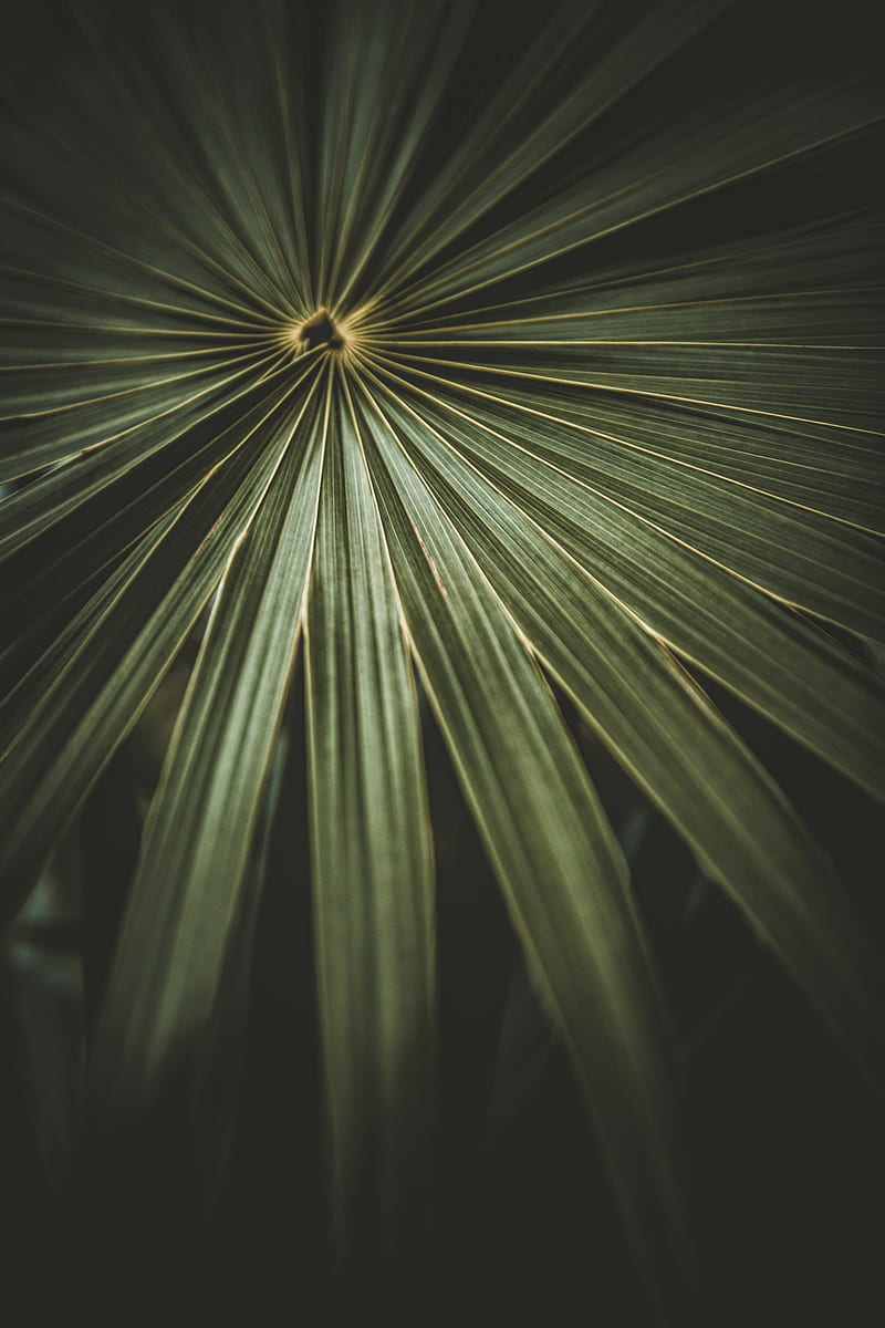 leaf, palm, plant, macro, green, HD phone wallpaper