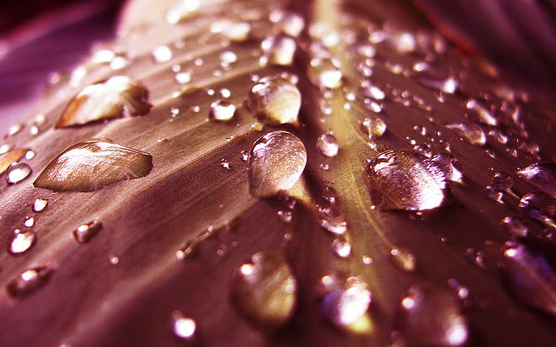 Purple Dew Drops, graphy, purple, plants, dew, nature, dew drops, leaf, HD wallpaper