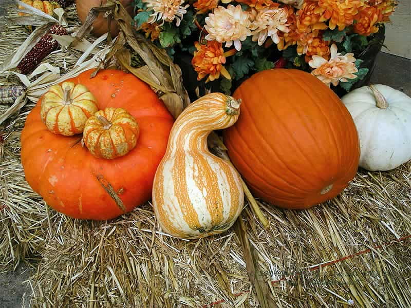 autumn harvest, stilllife, graphy, holiday, orange, gourds, thanksgiving, pumkins, HD wallpaper