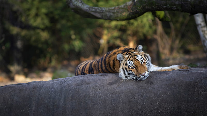 Tiger Is Lying Down On Tree Trunk With Blur Background Animals, HD wallpaper