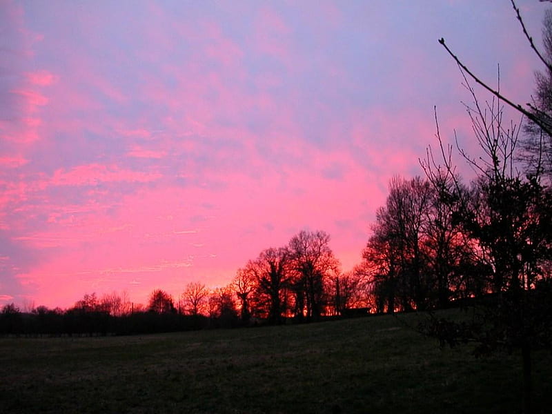 Pink Sunset, sunset, evening, reddish trees, pink sky, HD wallpaper
