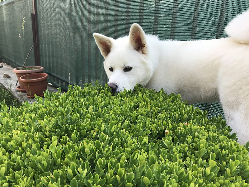 4K free download | Akita inu, dog, dogs, puppy, white akita, HD