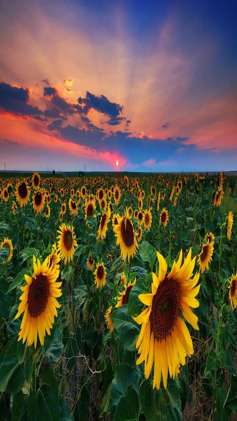 Sunflower Field, look, nice, HD phone wallpaper | Peakpx