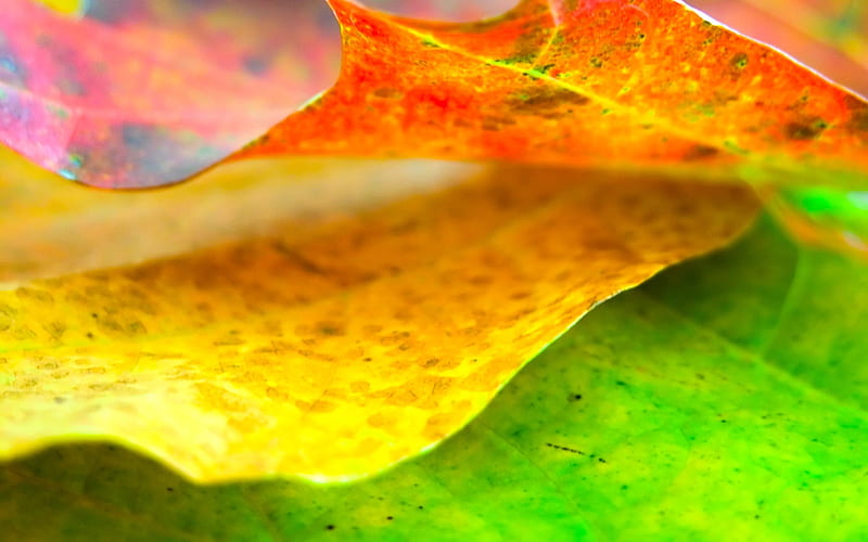 color leaves, HD wallpaper
