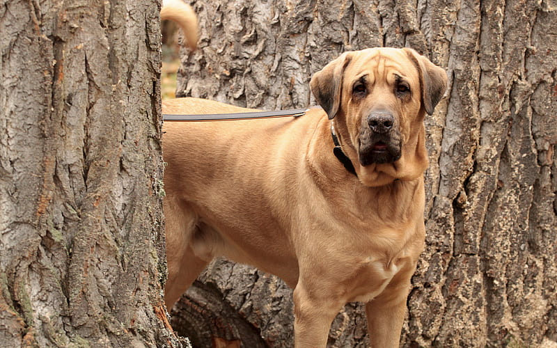 Danish Mastiff, Broholmer, pets, large dog, brown dog, HD wallpaper