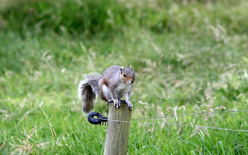 Squirrel in the Park, fence, squirrel, grass, electric, sitting, pole, animals, HD wallpaper