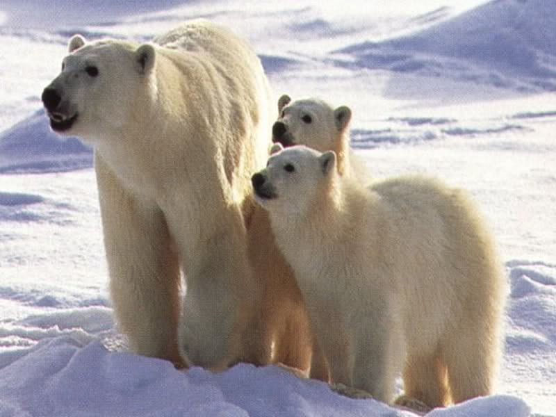 Polar Family, black bears, snow, polar bears, polar bear babies, nature, brown bears, animals, HD wallpaper
