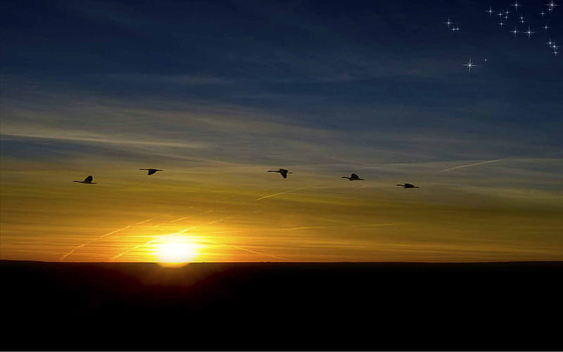 To Where I Belong, storks, bird, starry, sunset, sky, blue, HD wallpaper