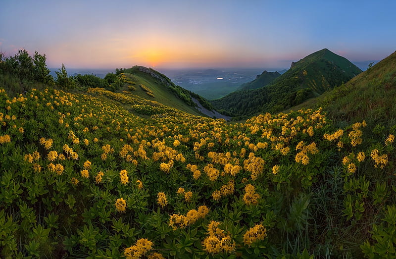 yellow flowers, field, sunset, hill, mountain, Landscape, HD wallpaper