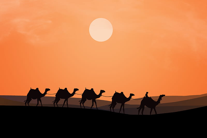 Camel, animals, desert, evening, orange, rider, sand, sun, wild, HD wallpaper