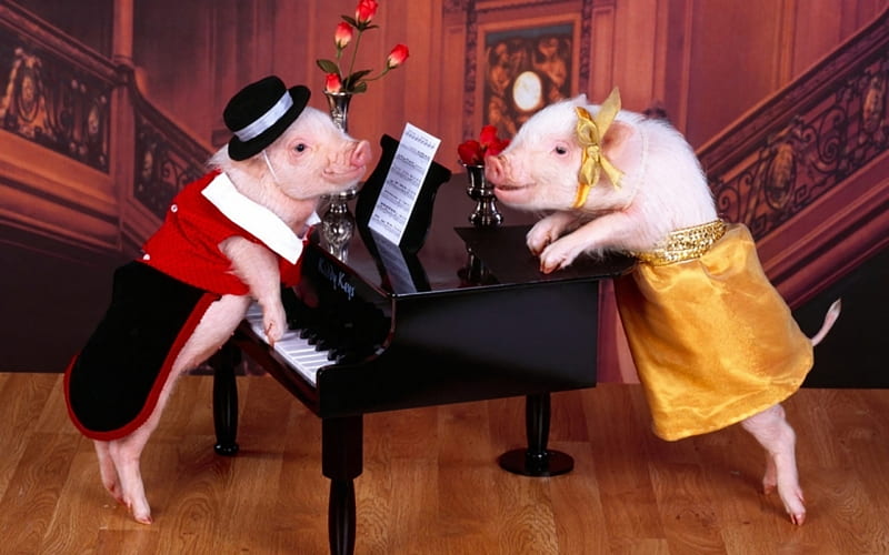 Moonlight Sonata, Staircase, Love, Couple, Pigs, Funny, Costumes, Elegant, Adorable, Sheet Music, Cute, Piano, Sequins, Falling in Love, Roses, Hat, HD wallpaper