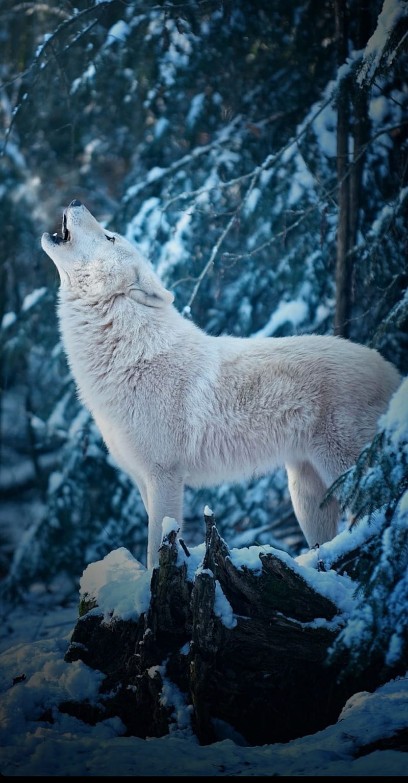 Wolf, animal, howling wolf, snow, white, HD phone wallpaper
