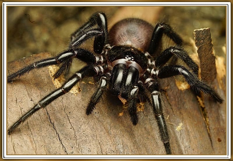 SYDNEY FUNNEL WEB SPIDER, NATURE, SYDNEY, , SPIDER, HD wallpaper