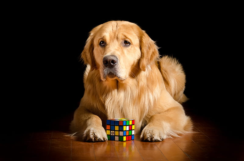 Dogs, Golden Retriever, Dog, Pet, Rubik's Cube, HD wallpaper