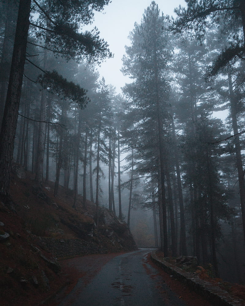 forest, fog, road, slope, trees, HD phone wallpaper