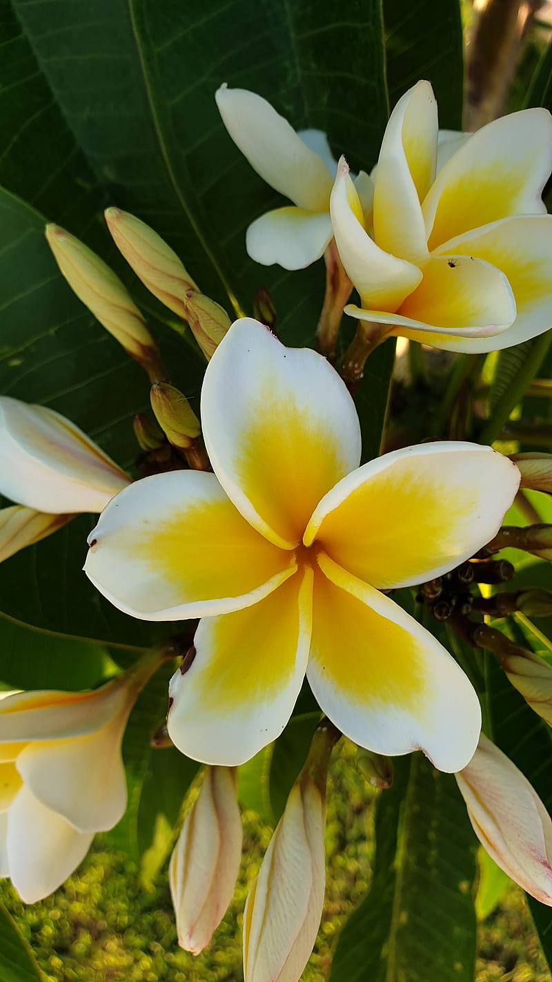 Tropical flower, yellow, HD phone wallpaper | Peakpx