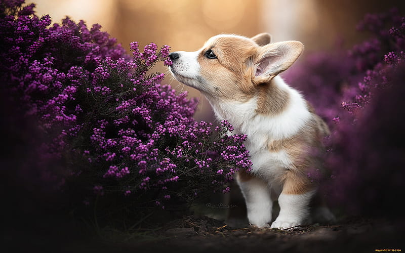 Pembroke Welsh Corgi, flowers, animal, dog, HD wallpaper