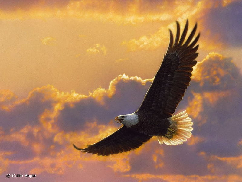 Soaring Spirit, wings, sunlight, eagle, raptor, clouds, sky, HD wallpaper
