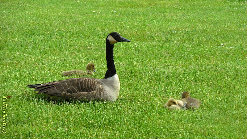 Geese on the Grass, grass, goose, goslings, geese, Canada Goose, Canadian Goose, HD wallpaper