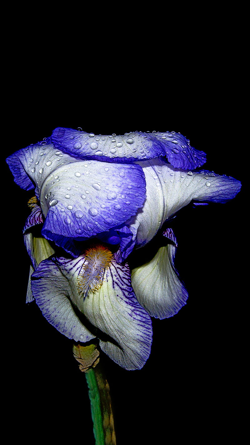 Iris Von In Brunette Beauty