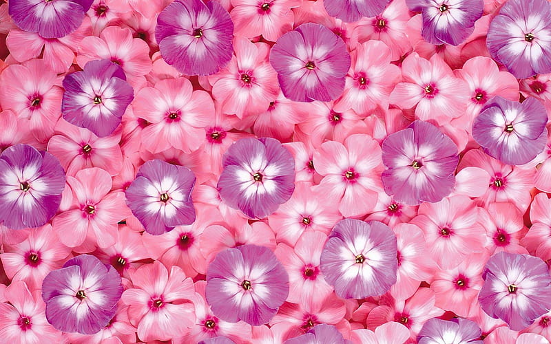 Wall of flowers, flowers, purple, natuer, pink, HD wallpaper