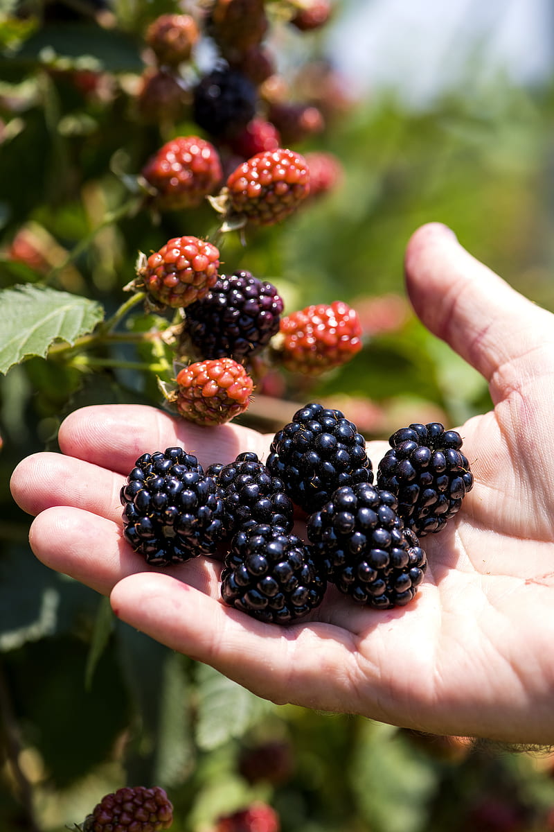 blackberry, berry, hand, fruit, HD phone wallpaper