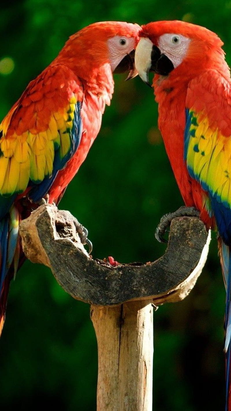 Colourful Parrots , colourful, HD phone wallpaper