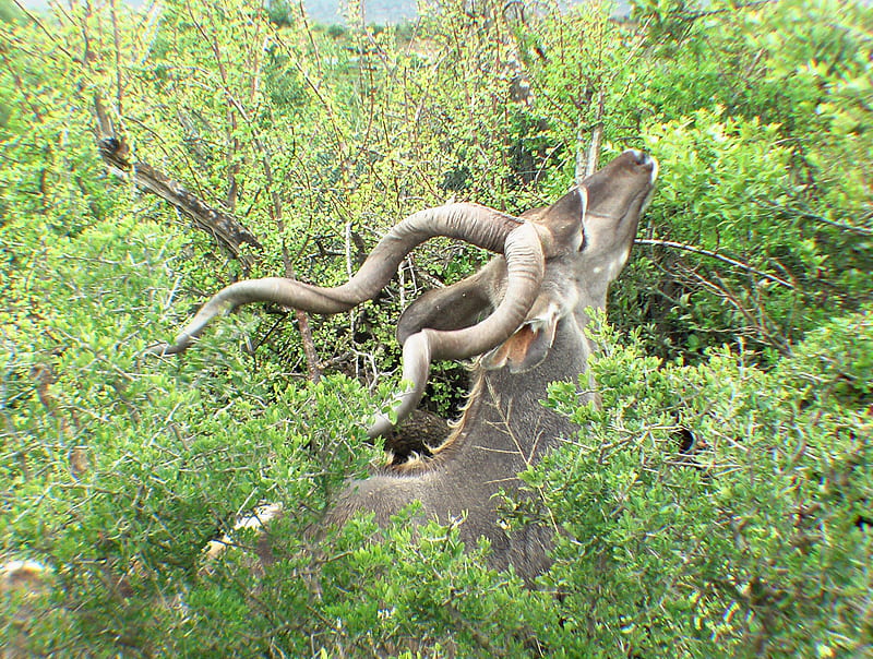Greater Kudu, shantyman, feeding, addo, kudu, antelope, south africa, HD wallpaper