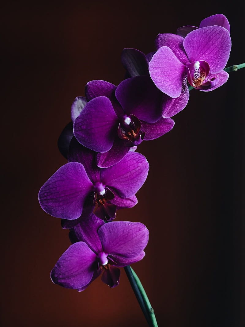 Orchid . & Stock, Blue and Purple Orchids, HD phone wallpaper