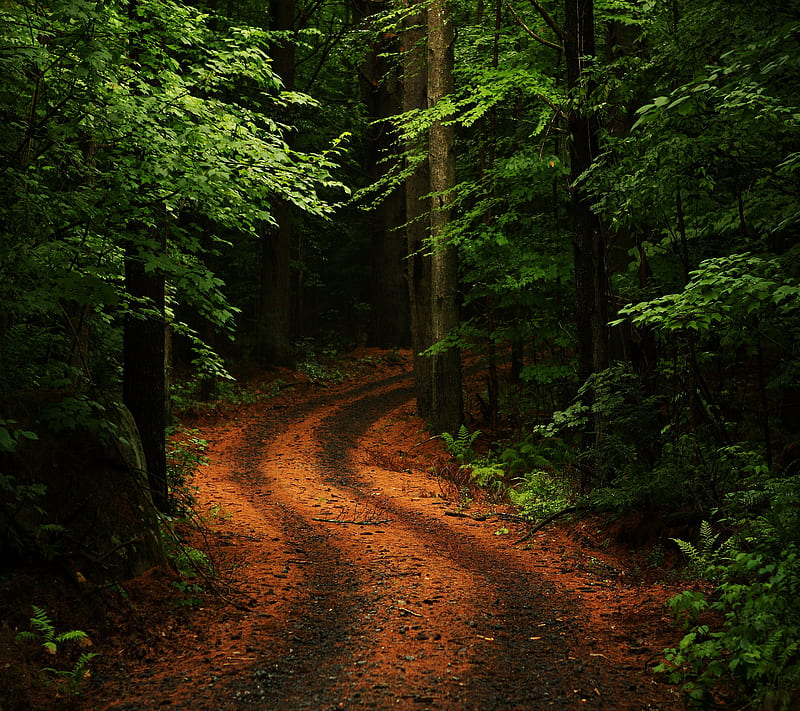Path Road, forest, tree, HD wallpaper | Peakpx
