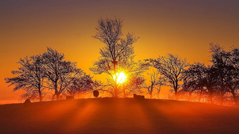 Sunset in Northern Germany, trees, field, sky, landscape, colors, sun, HD wallpaper