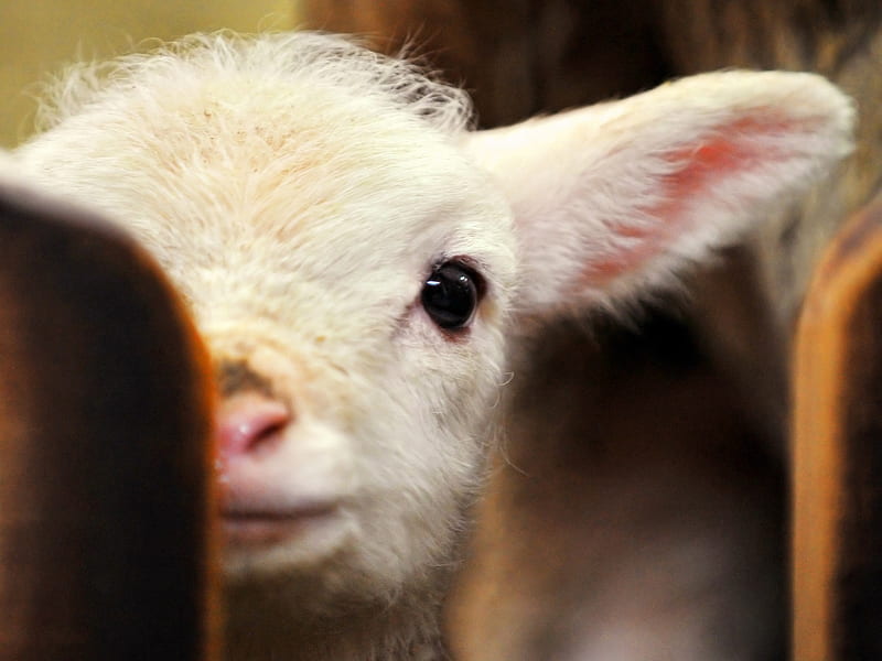 Cute Baby Lamb, cute, sheep, lamb, adorable, baby, animals, sweet, HD wallpaper