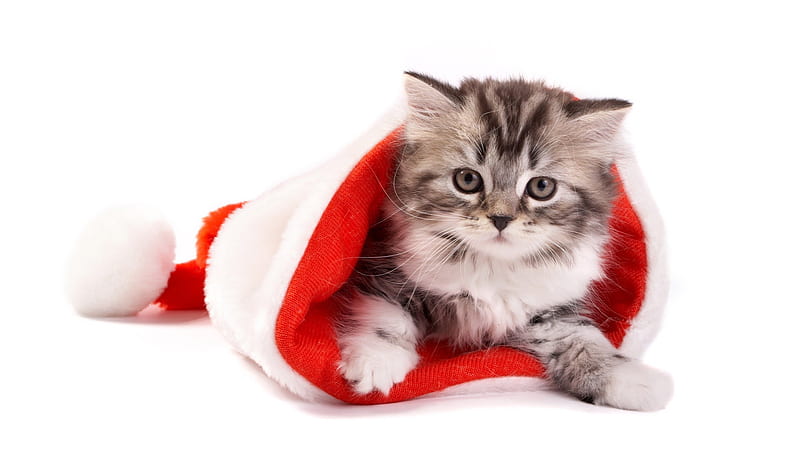 Christmas Cat, christmas, cat, year, x-mas, fog, happy, winter, snow ...