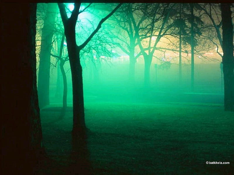 Fantasy Forest, forest, green, morning, misty, trees, trunks, bark, HD wallpaper