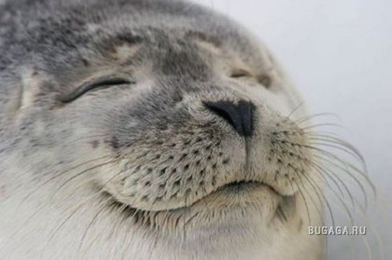 smile seal, moustaches, funny, smile tulle, HD wallpaper