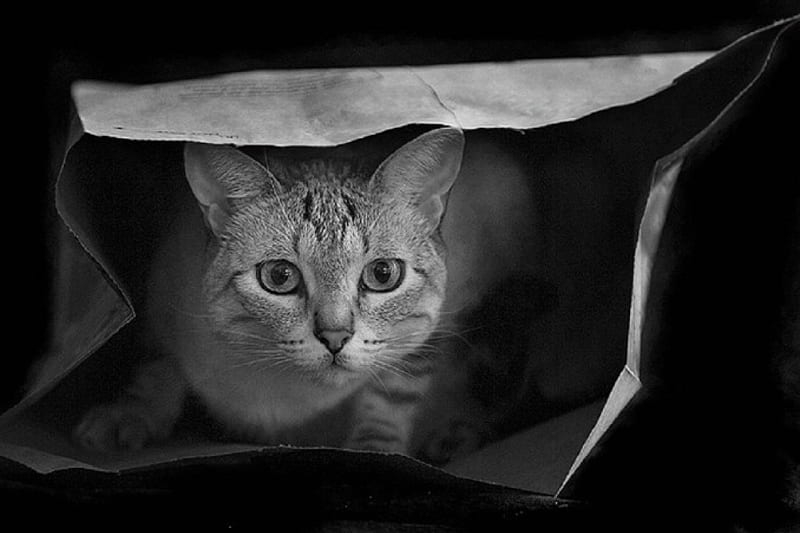 Look what's in the paper bag, graphy, macro, black and white, bag, cats, animals, excellent, HD wallpaper